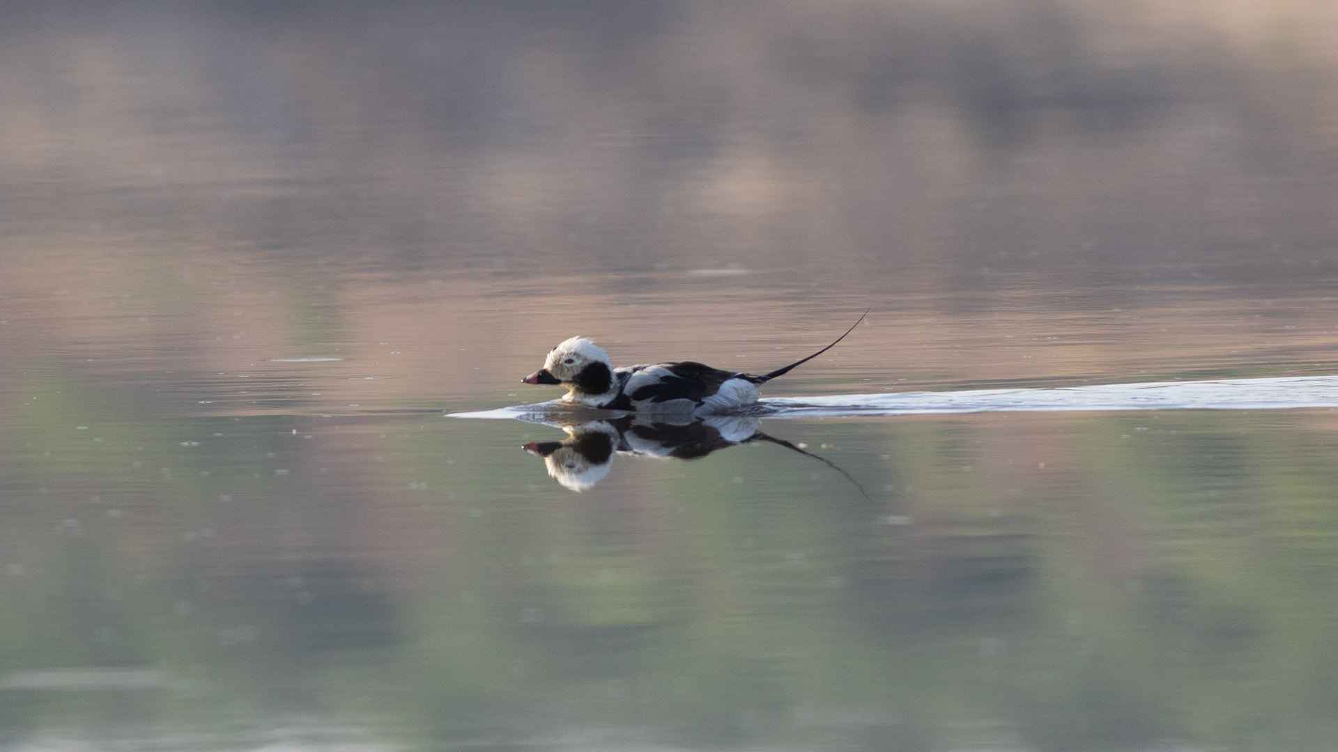 Long-tailed Duck